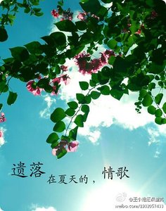 遗落在夏天的情歌